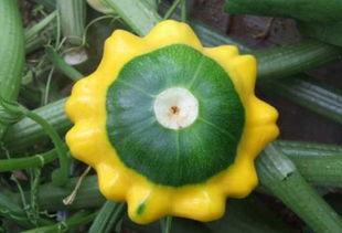 吃飞碟瓜,一场味蕾与宇宙的邂逅