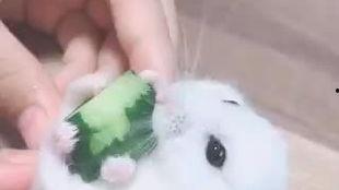 吃瓜的大胖视频,揭秘热门视频背后的趣味故事