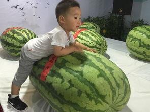 无敌瓜王吃瓜群众是谁,吃瓜群众背后的故事