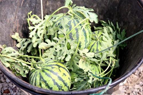 可可在吃瓜,揭秘娱乐圈幕后故事