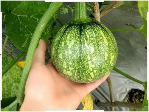 小颖吃瓜,揭秘娱乐圈那些不为人知的幕后故事