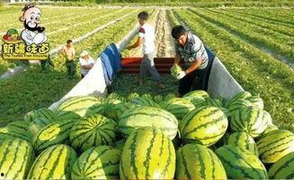 库尔勒超话吃瓜,一场吃瓜盛宴背后的故事