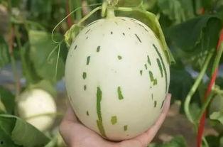 吃流星蜜瓜,探寻流星蜜瓜的独特魅力