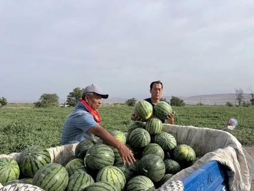 吃瓜销路,吃瓜销路广!揭秘瓜农致富新途径