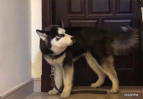 带你吃瓜哈士奇,从“带你吃瓜”到忠诚伙伴