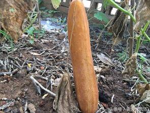 吃瓜说话的农民,吃瓜说话,揭秘乡村生活点滴